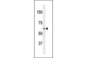 Western blot analysis of anti-T1(PBP2) Antibody (Center) 7274c in HL60 cell line lysates (35 μg/lane). (APPBP2 Antikörper  (AA 242-271))