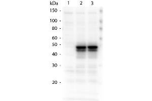 Western Blotting (WB) image for anti-HAUS Augmin-Like Complex, Subunit 8 (HAUS8) (Internal Region) antibody (ABIN1043903) (NYS48/HAUS8 Antikörper  (Internal Region))