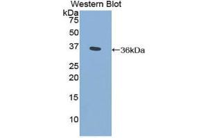Western Blotting (WB) image for anti-Cytochrome P450, Family 21, Subfamily A, Polypeptide 2 (CYP21A2) (AA 106-389) antibody (ABIN1858588) (CYP21A2 Antikörper  (AA 106-389))