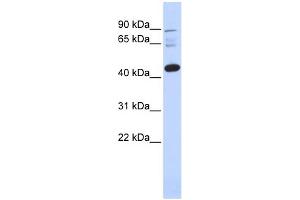 WB Suggested Anti-DPF3 Antibody Titration:  0. (DPF3 Antikörper  (N-Term))