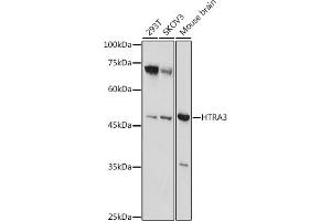 Western blot analysis of extracts of various cell lines, using HTR antibody (ABIN7267790) at 1:1000 dilution. (HTRA3 Antikörper  (AA 334-453))