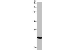 Western Blotting (WB) image for anti-CKLF-Like MARVEL Transmembrane Domain Containing 5 (CMTM5) antibody (ABIN2431399) (CMTM5 Antikörper)