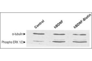 human BDNF-Biotin induces ERK1/2 MAPK phosphorylation in mouse cortical neurons as BDNF. (BDNF Protein (Biotin))