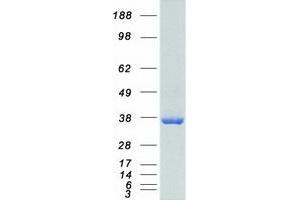 Western Blotting (WB) image for Ha-Ry/enhancer-of-Split Related with YRPW Motif 1 (HEY1) (Transcript Variant 2) protein (Myc-DYKDDDDK Tag) (ABIN2722682)