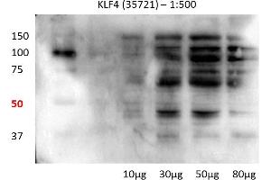 Human lung cell line (KLF4 Antikörper  (N-Term))