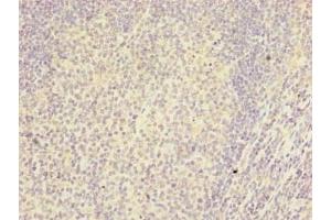 Immunohistochemistry of paraffin-embedded human tonsil tissue using ABIN7167042 at dilution of 1:100 (RTDR1 Antikörper  (AA 1-230))