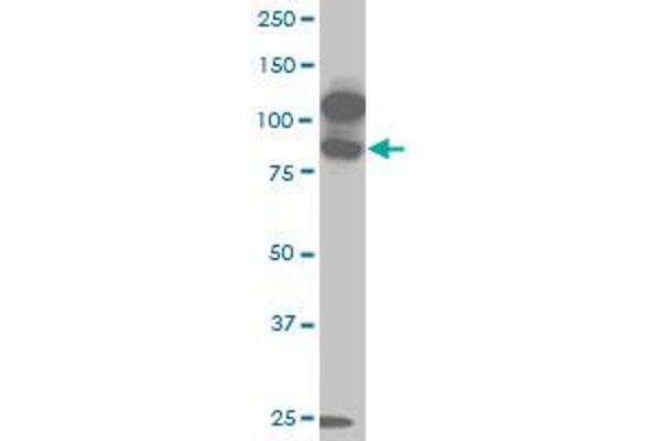 KSR2 anticorps  (AA 411-500)