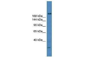 USP9Y antibody used at 0.