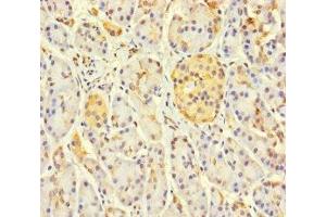 Immunohistochemistry of paraffin-embedded human pancreatic tissue using ABIN7158841 at dilution of 1:100 (LOXL3 Antikörper  (AA 401-608))