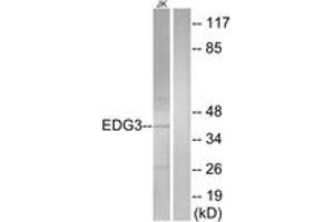 Western blot analysis of extracts from Jurkat cells, using EDG3 Antibody.
