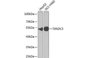 Western blot analysis of extracts of various cell lines using TXNDC5 Polyclonal Antibody at dilution of 1:1000.