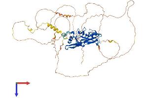T-Box 15 Protein (TBX15) (AA 1-602) (His tag)