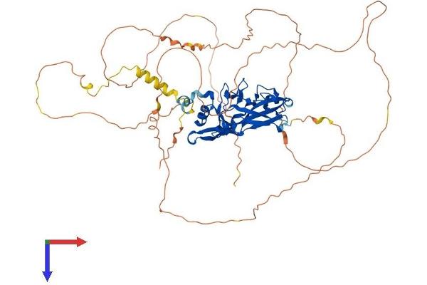 T-Box 15 Protein (TBX15) (AA 1-602) (His tag)