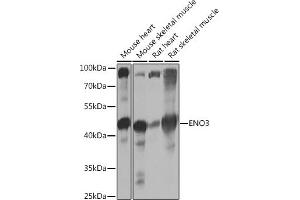 Western blot analysis of extracts of various cell lines, using ENO3 Rabbit pAb (ABIN7266960) at 1:1000 dilution. (ENO3 Antikörper  (AA 1-190))