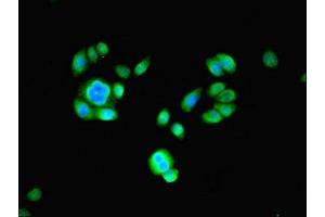 Immunofluorescence (IF) image for anti-Proteasome (Prosome, Macropain) Subunit, beta Type 2 (PSMB2) (AA 1-201) antibody (ABIN7164973)