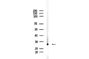 anti-Nedd4 Family Interacting Protein 2 (NDFIP2) (Internal Region) antibody