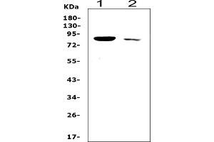 anti-SRY (Sex Determining Region Y)-Box 5 (SOX5) (AA 495-528), (C-Term) antibody