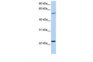 Image no. 1 for anti-Synaptogyrin 2 (SYNGR2) (N-Term) antibody (ABIN6738250) (SYNGR2 Antikörper  (N-Term))