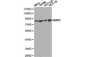 Western Blotting (WB) image for anti-Dynamin 1-Like (DNM1L) antibody (ABIN1872318) (Dynamin 1-Like Antikörper)