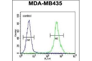 ZEB2 Antibody (C-term) (ABIN656023 and ABIN2845398) flow cytometric analysis of MDA-M cells (right histogram) compared to a negative control cell (left histogram). (ZEB2 Antikörper  (C-Term))