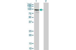 Western Blot analysis of ZNF274 expression in transfected 293T cell line by ZNF274 monoclonal antibody (M01), clone 4C12.