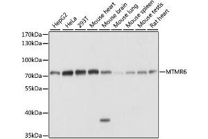 Western blot analysis of extracts of various cell lines, using MTMR6 antibody (ABIN6290603) at 1:1000 dilution. (MTMR6 Antikörper)