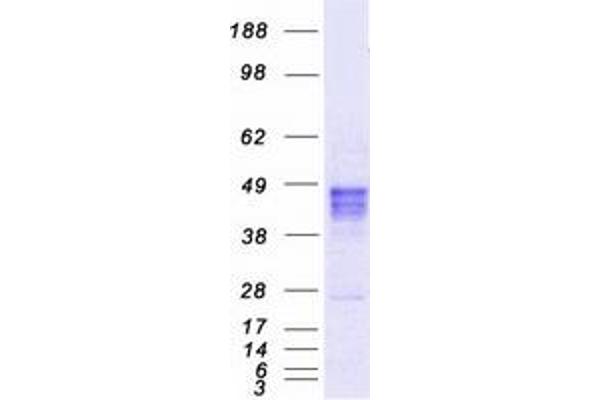 RAD9A Protein (Myc-DYKDDDDK Tag)