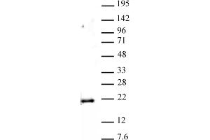 Histone H3 monomethyl Lys79 antibody (pAb) tested by Western blot. (Histone 3 Antikörper  (meLys79))