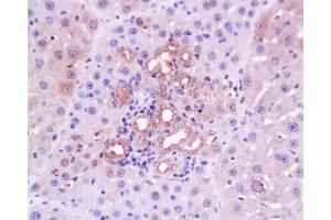 Formalin-fixed and paraffin embedded rabbit cartilage tissue with Anti-Collagen IV Polyclonal Antibody, Unconjugated  at 1:200, followed by conjugation to the secondary antibody and DAB staining (Collagen IV Antikörper  (AA 1401-1500))