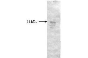 Western Blotting (WB) image for Bovine/Calf Plasma (Sterile In Sodium Citrate) (ABIN925401)