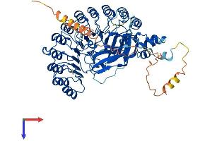FBXL4 Protein (AA 1-621) (His tag)