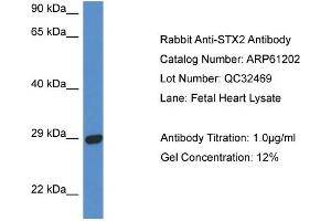 Western Blotting (WB) image for anti-Syntaxin 2 (STX2) (N-Term) antibody (ABIN2788716)