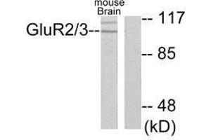 Western blot analysis of extracts from mouse brain, using GluR2/3 antibody. (Metabotropic Glutamate Receptor 3 Antikörper)