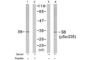 Image no. 1 for anti-Ribosomal Protein S6 (RPS6) (pSer235) antibody (ABIN196982) (RPS6 Antikörper  (pSer235))