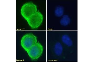 ABIN1589992 Immunofluorescence analysis of paraformaldehyde fixed HEK293 cells, permeabilized with 0.