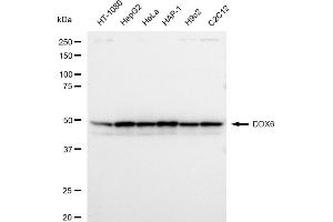anti-DEAD (Asp-Glu-Ala-Asp) Box Polypeptide 6 (DDX6) antibody