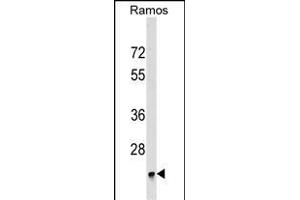 BRI3BP Antibody (Center) (ABIN1537897 and ABIN2849439) western blot analysis in Ramos cell line lysates (35 μg/lane).