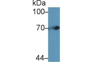 Detection of tPA in Mouse Liver lysate using Polyclonal Antibody to Tissue Plasminogen Activator (tPA) (PLAT Antikörper  (AA 359-532))