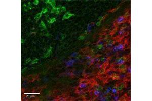 Immunofluorescence (IF) image for anti-Egf-Like Module Containing, Mucin-Like, Hormone Receptor-Like 1 (EMR1) antibody (Alexa Fluor 488) (ABIN2657501) (F4/80 Antikörper  (Alexa Fluor 488))