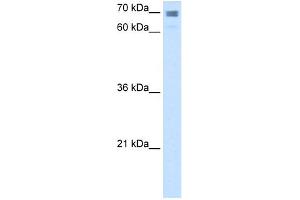 WB Suggested Anti-CLGN Antibody Titration:  2.