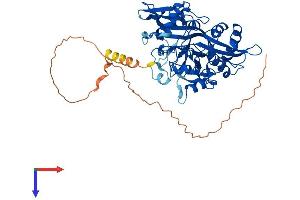 NMT1 Protein (AA 1-496) (His tag)