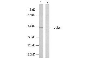 Western blot analysis of extracts from HeLa cells using c-Jun (Ab-239) antibody (E021024). (C-JUN Antikörper)