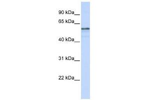 TMEM195 antibody used at 1 ug/ml to detect target protein. (TMEM195 Antikörper  (N-Term))