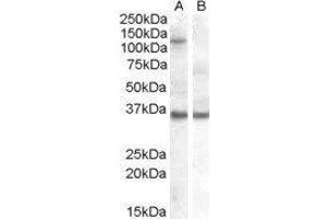 Eukaryotic Translation Initiation Factor 2C, 1 (EIF2C1) peptide