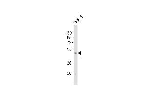 Anti-TACR1 Antibody (C-term)at 1:2000 dilution + THP-1 whole cell lysates Lysates/proteins at 20 μg per lane. (TACR1 Antikörper  (C-Term))