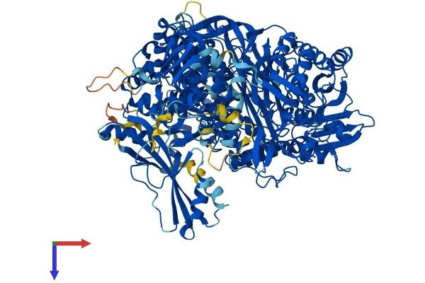 PFAS Protein (AA 1-1337) (His tag)