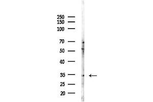 Western blot analysis of lysates from HepG2 cells(LPS,4h treatment), using PPP4C Antibody at 1/1000 dilution. (PPP4C Antikörper  (C-Term))