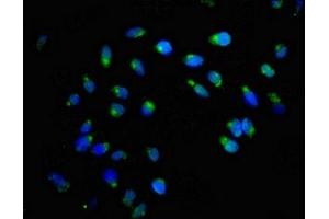 Immunofluorescence (IF) image for anti-Acyl-CoA Binding Domain Containing 3 (Acbd3) (AA 263-366) antibody (ABIN7154307)