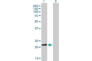 Western Blot analysis of ISOC2 expression in transfected 293T cell line by ISOC2 MaxPab polyclonal antibody.