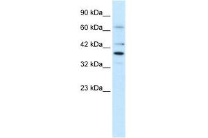 Western Blotting (WB) image for anti-POU Domain, Class 4, Transcription Factor 3 (POU4F3) (Middle Region) antibody (ABIN2777732)